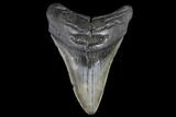 Fossil Megalodon Tooth - South Carolina #130730-1